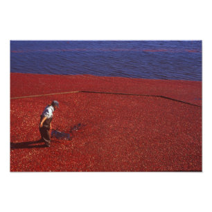 Cranberry Harvest, Middleboro, MA, USA Photo Print