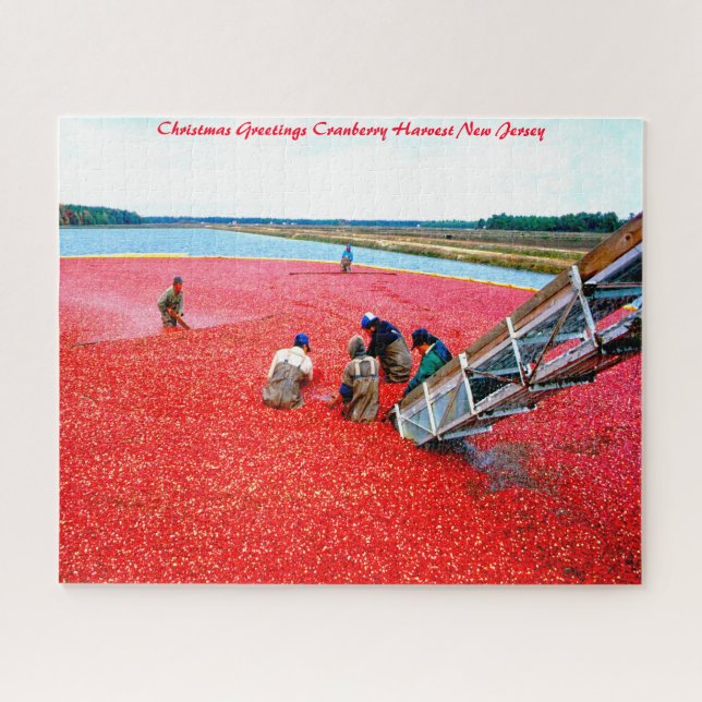 Cranberry Harvest New Jersey. Jigsaw Puzzle (Horizontal)