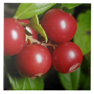 Cranberry Tile