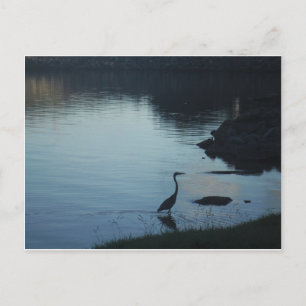 Crane at the Lake at Sunset Postcard