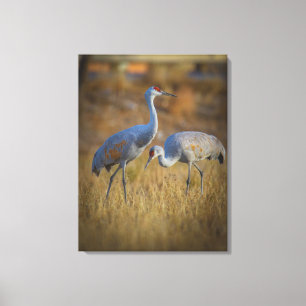 Crane Canvas Print