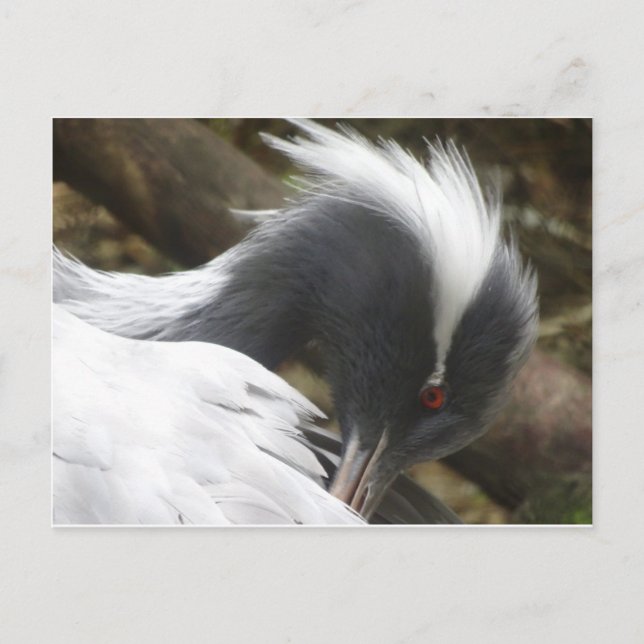 Crane Close up DIY Postcard (Front)