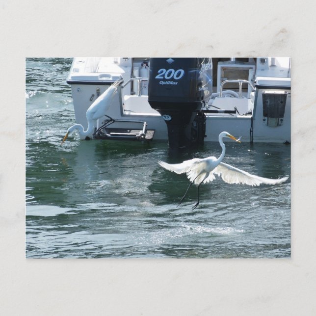 Crane fishing postcard (Front)