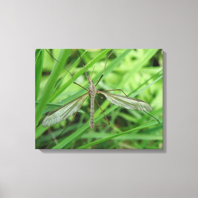 Crane Fly Canvas Print (Front)