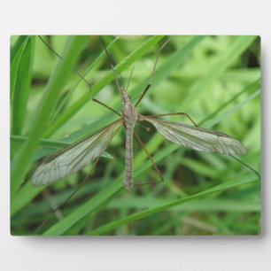 Crane Fly Plaque