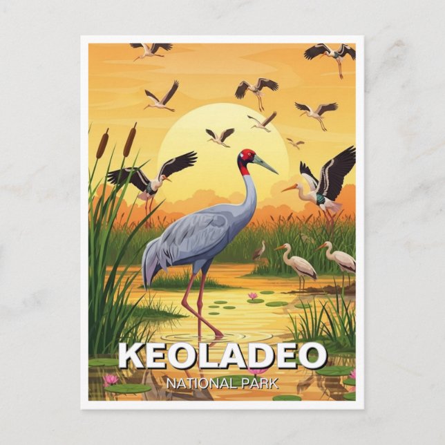 Crane in Keoladeo National Park India Travel Postcard (Front)