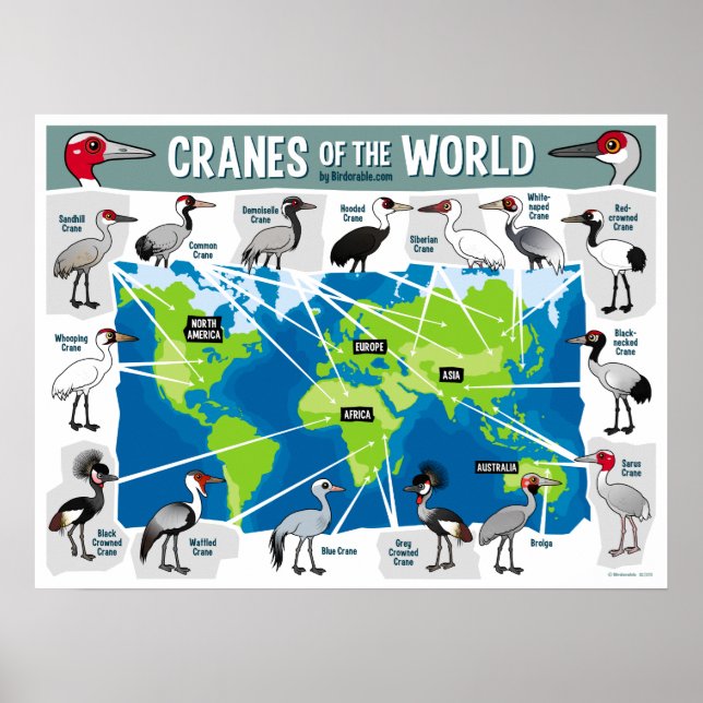 Cranes of the World Poster (Front)