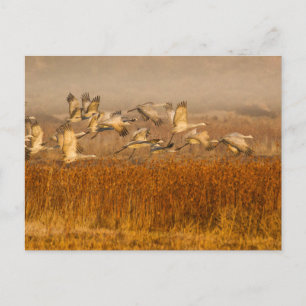 Cranes over Golden Field Postcard