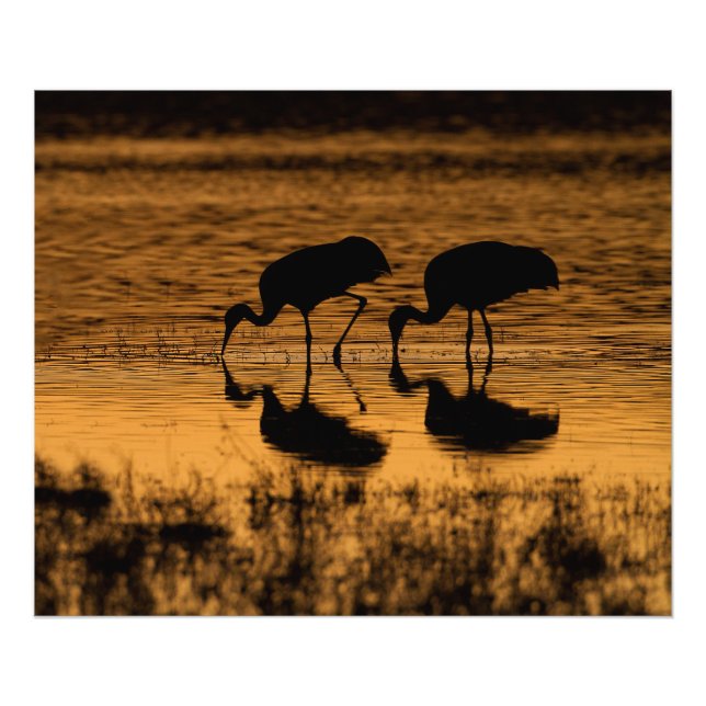 Cranes Silhouetted by the Sunset Photo Print (Front)
