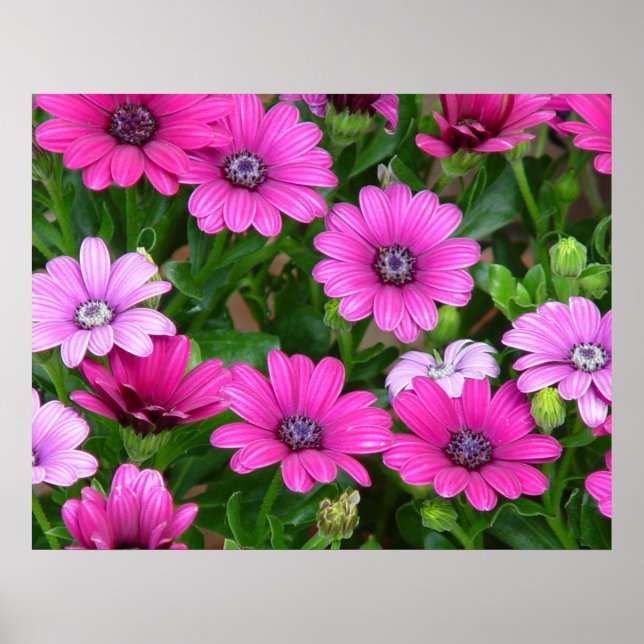 Cranesbill Geranium (Pink Flowers) Print / Poster (Front)