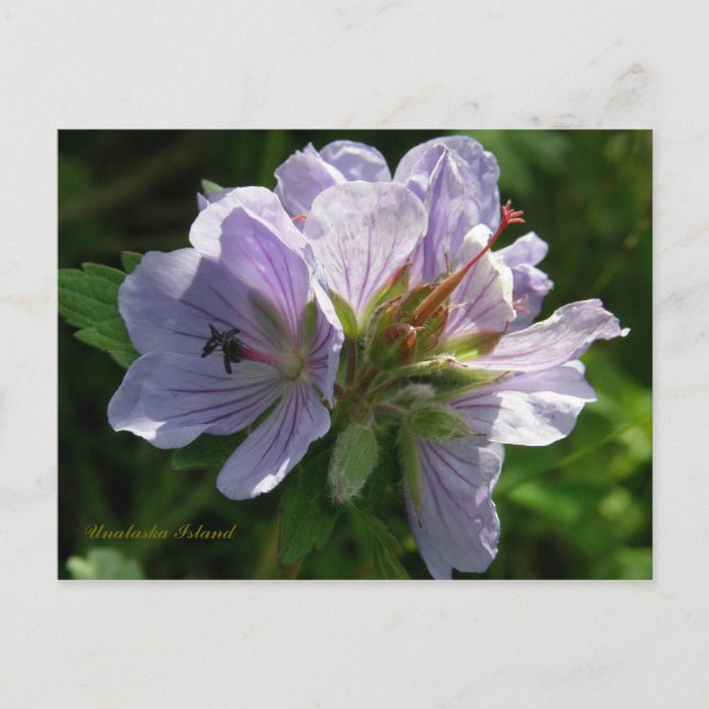 Cranesbill Geraniums, Unalaska Island Postcard (Front)