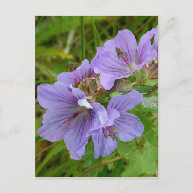 Cranesbill Geraniums, Unalaska Island Postcard (Front)