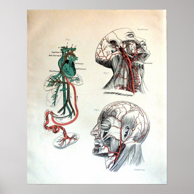 Cranial Circulatory System Poster (Front)