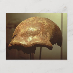 Cranium of a Neanderthal Postcard
