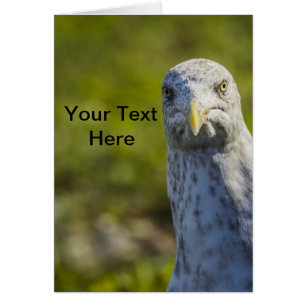Cranky Old Seagull (Add Your Own Text)