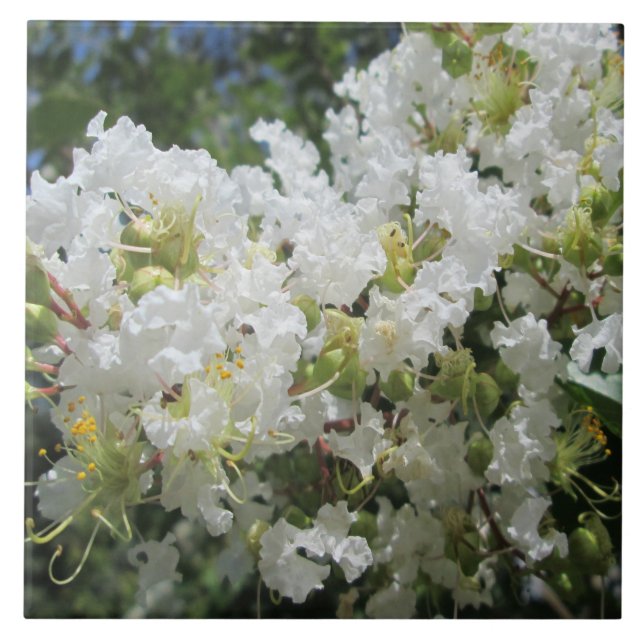 Crape Myrtle Tree Close Tile (Front)