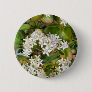 Crassula ovata Badge