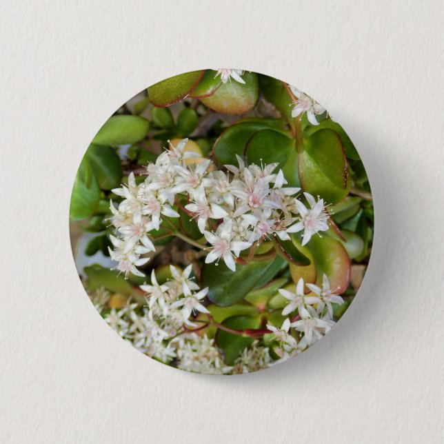 Crassula ovata Badge (Front)