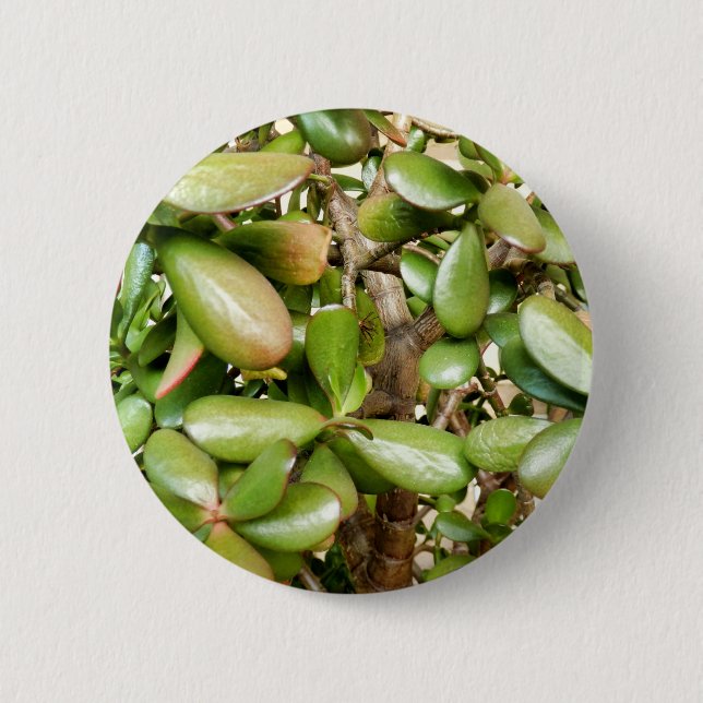 Crassula ovata Badge (Front)