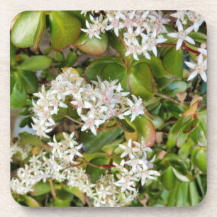 Crassula ovata coaster