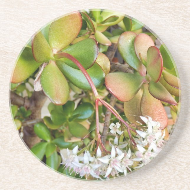 Crassula ovata coaster (Front)