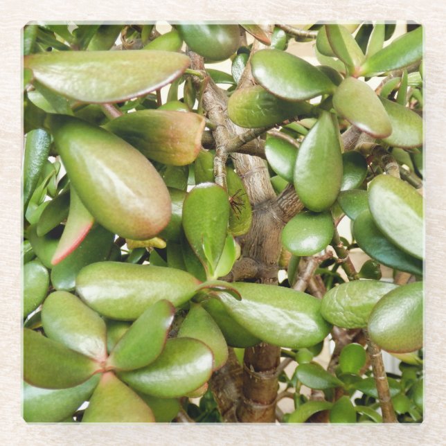 Crassula ovata glass coaster (Front)