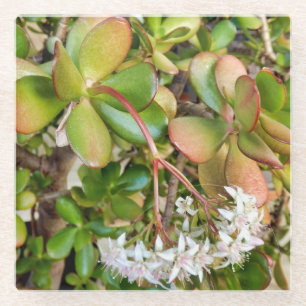 Crassula ovata glass coaster