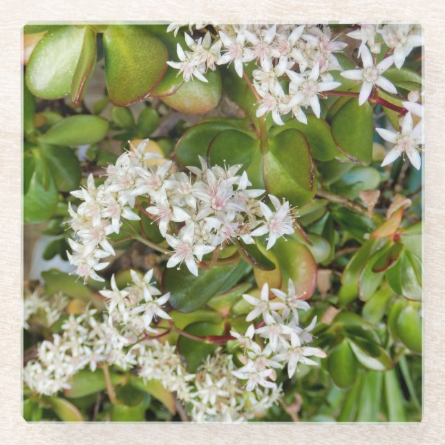 Crassula ovata glass coaster (Front)