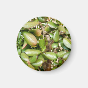 Crassula ovata magnet