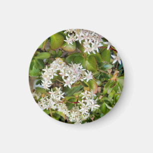 Crassula ovata magnet