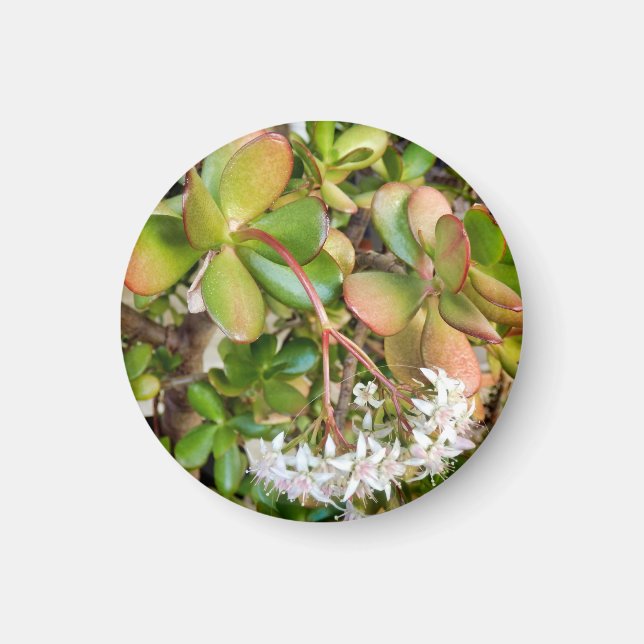 Crassula ovata magnet (Front)