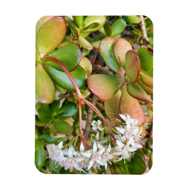 Crassula ovata magnet (Vertical)