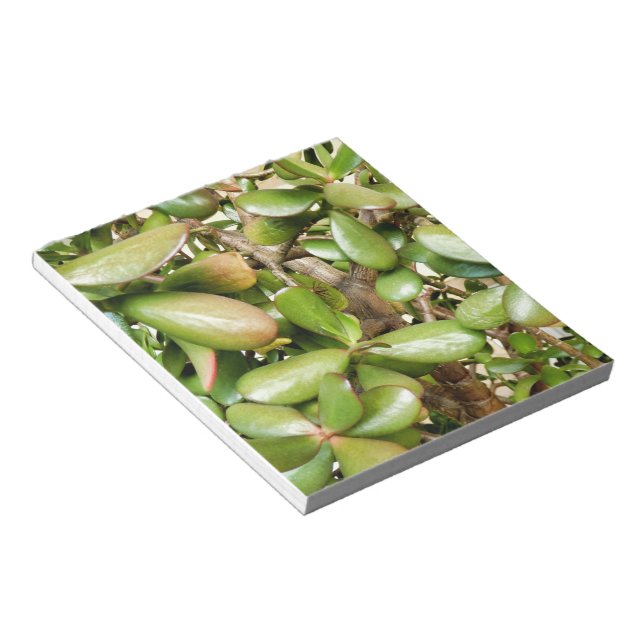 Crassula ovata notepad (Angled)