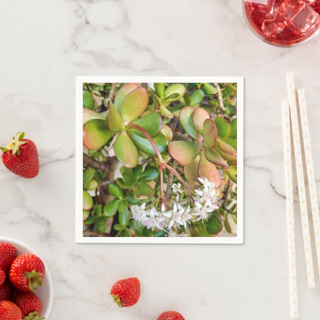 Crassula ovata Paper Napkins (Insitu)