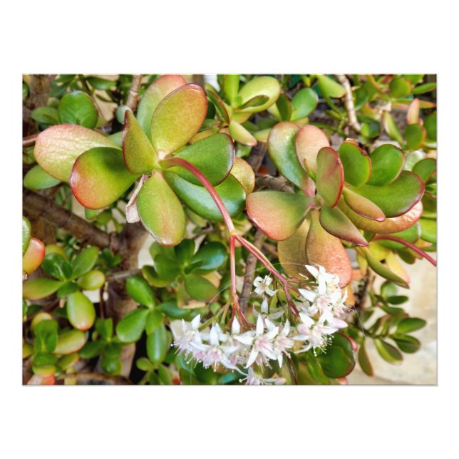 Crassula ovata photo print (Front)