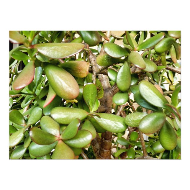 Crassula ovata photo print (Front)