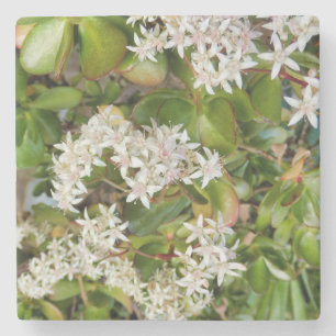 Crassula ovata stone coaster