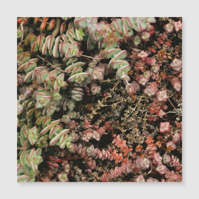 Crassula perforata (Front)