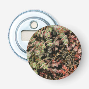Crassula perforata bottle opener