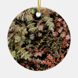 Crassula perforata ceramic tree decoration
