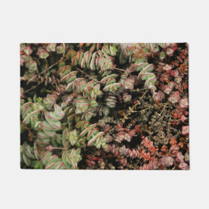 Crassula perforata doormat