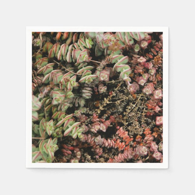 Crassula perforata napkin (Front)