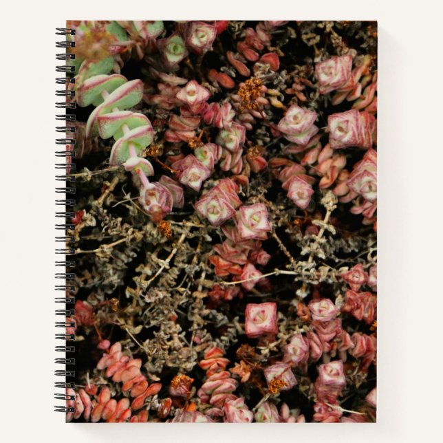 Crassula perforata notebook (Front)