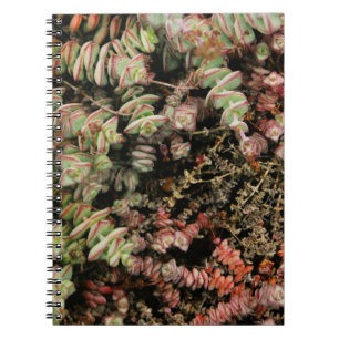 Crassula perforata notebook