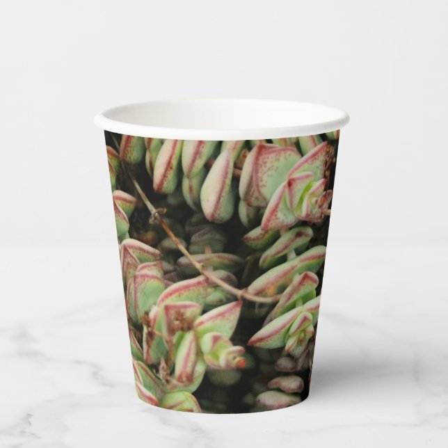 Crassula perforata paper cups (Front)