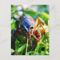 Crawfish Crawdads Crayfish