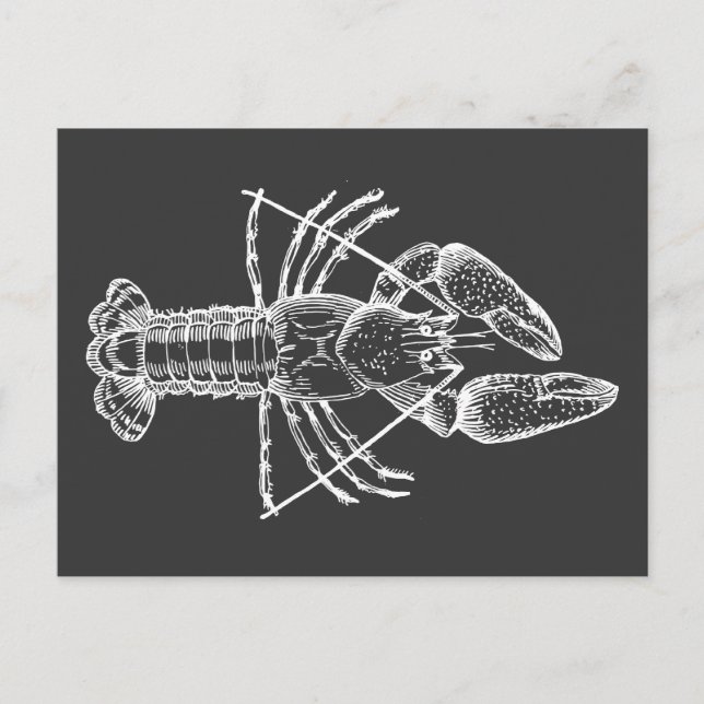 Crawfish Illustration white on black Postcard (Front)
