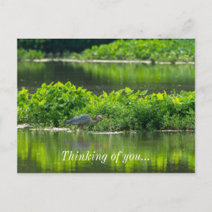 Crawfish Meal Time Postcard
