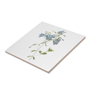 crawling phlox(Phlox reptans) by Redouté Tile