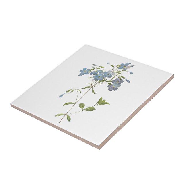 crawling phlox(Phlox reptans) by Redouté Tile (Side)